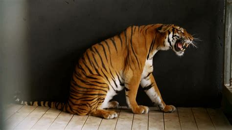 are south china tigers rare